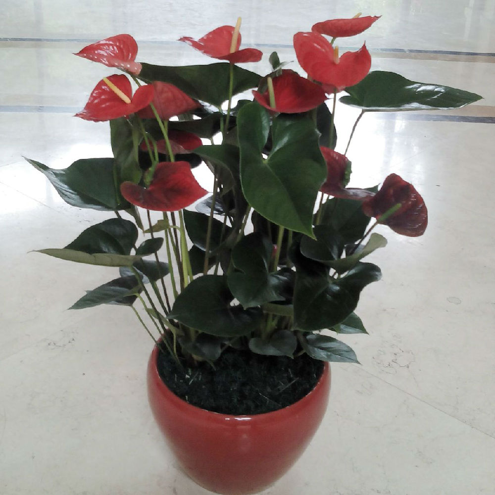 室内花木租赁
