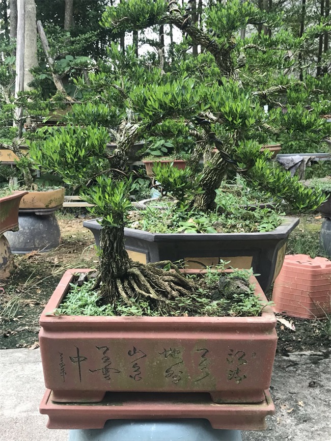 苗木销售
