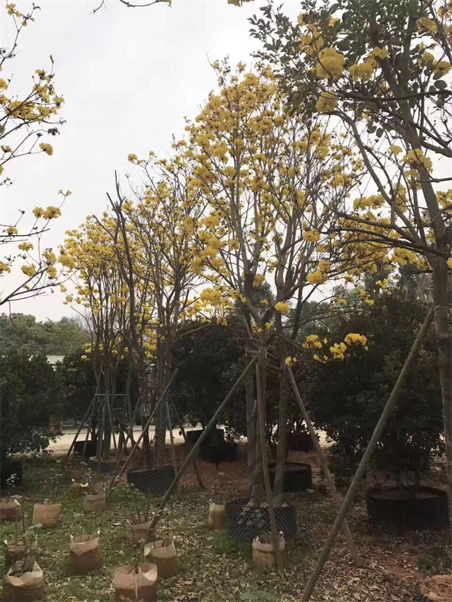 苗木销售
