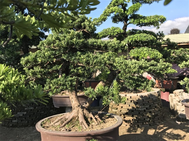 苗木销售