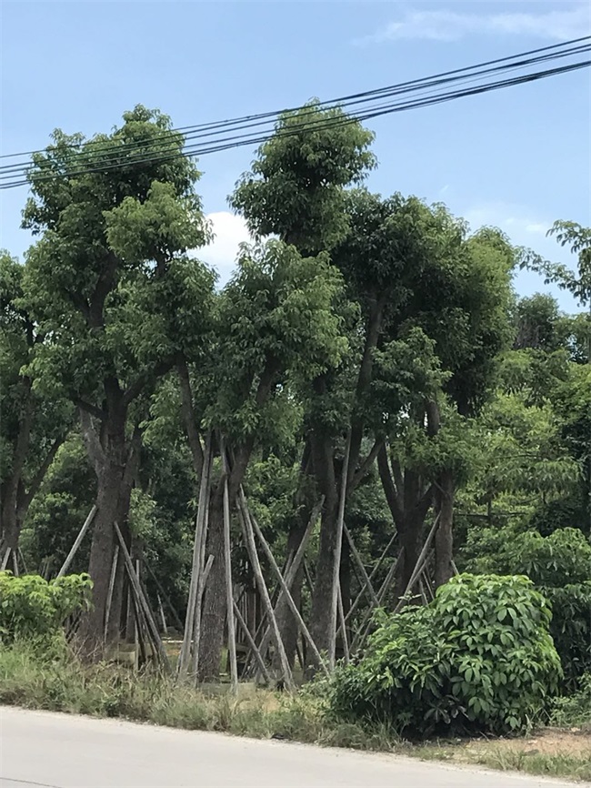 苗木销售