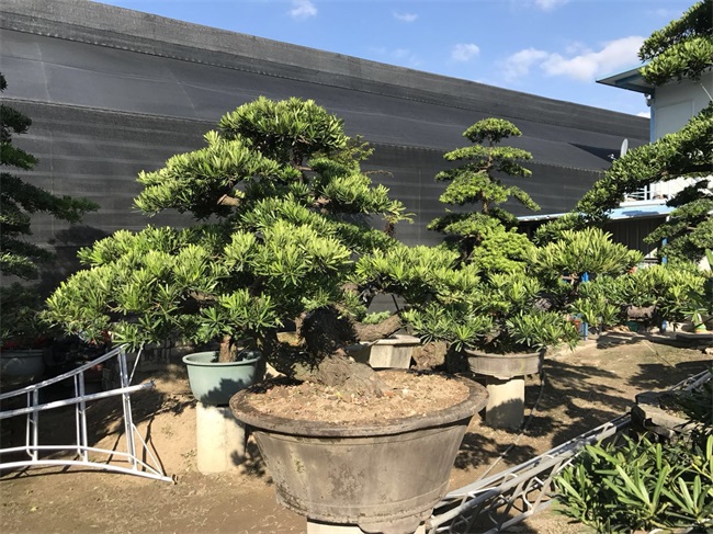 苗木销售