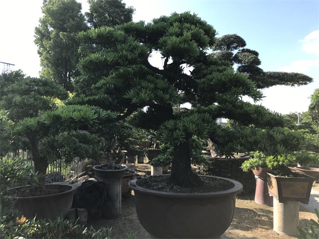 苗木销售