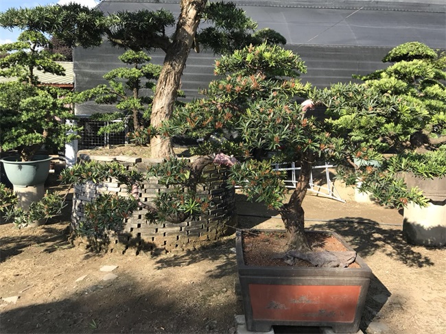 苗木销售