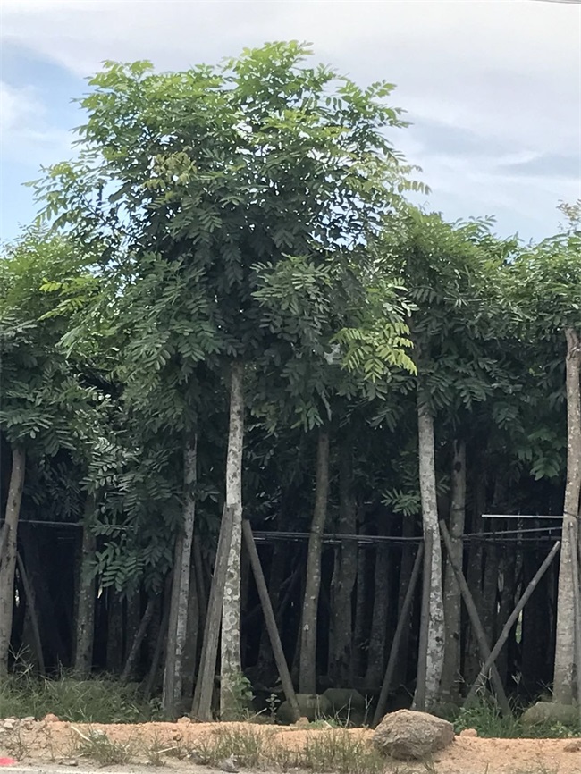 苗木销售