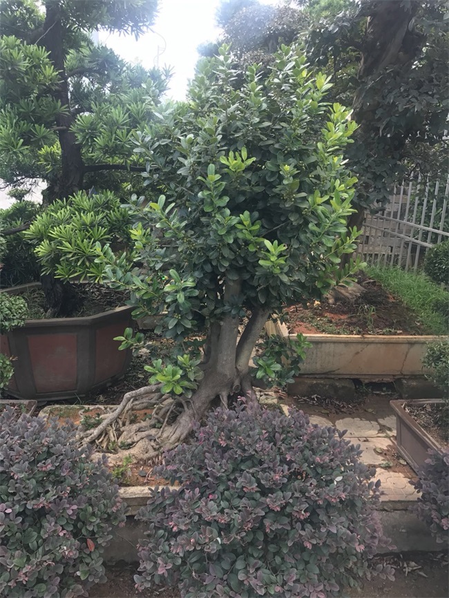苗木销售