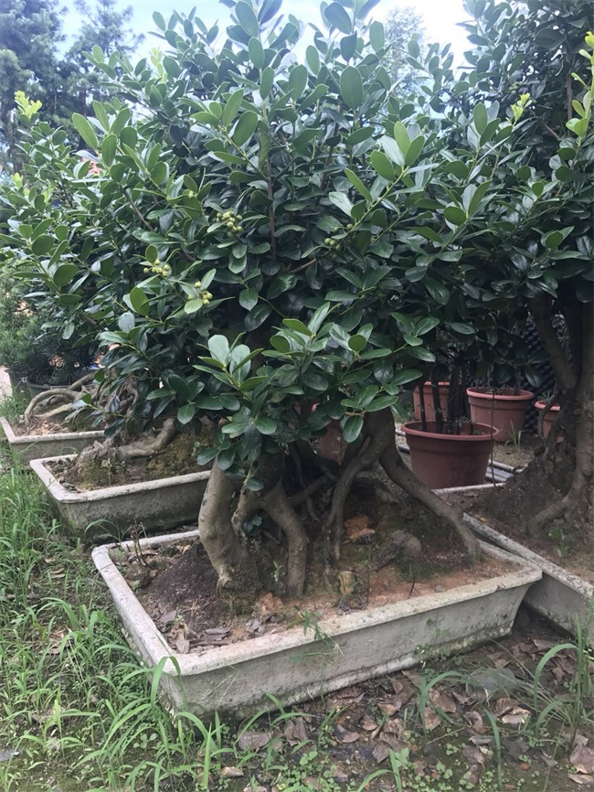苗木销售