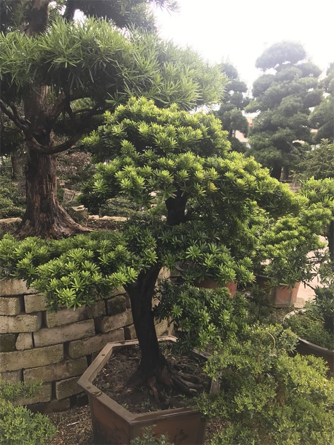 苗木销售