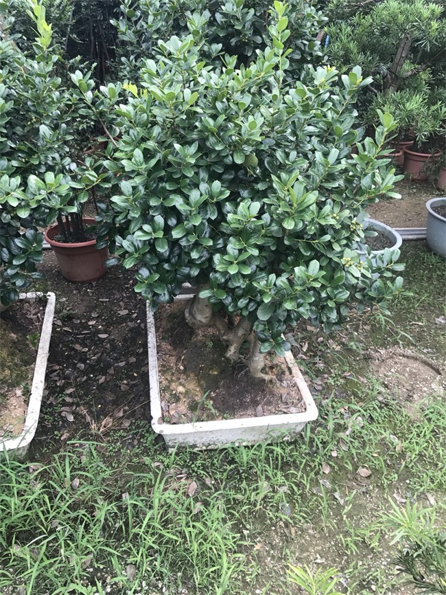 苗木销售