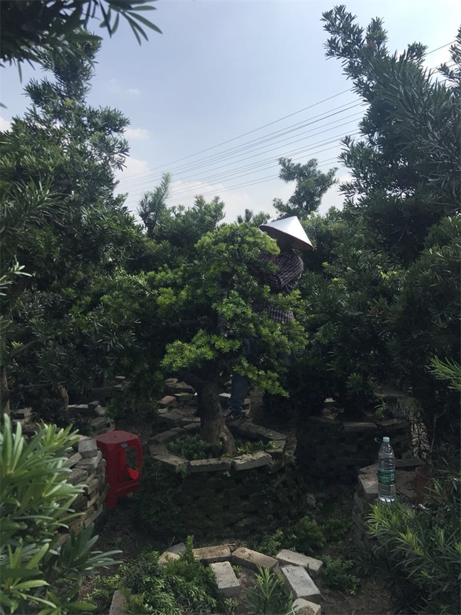 苗木销售
