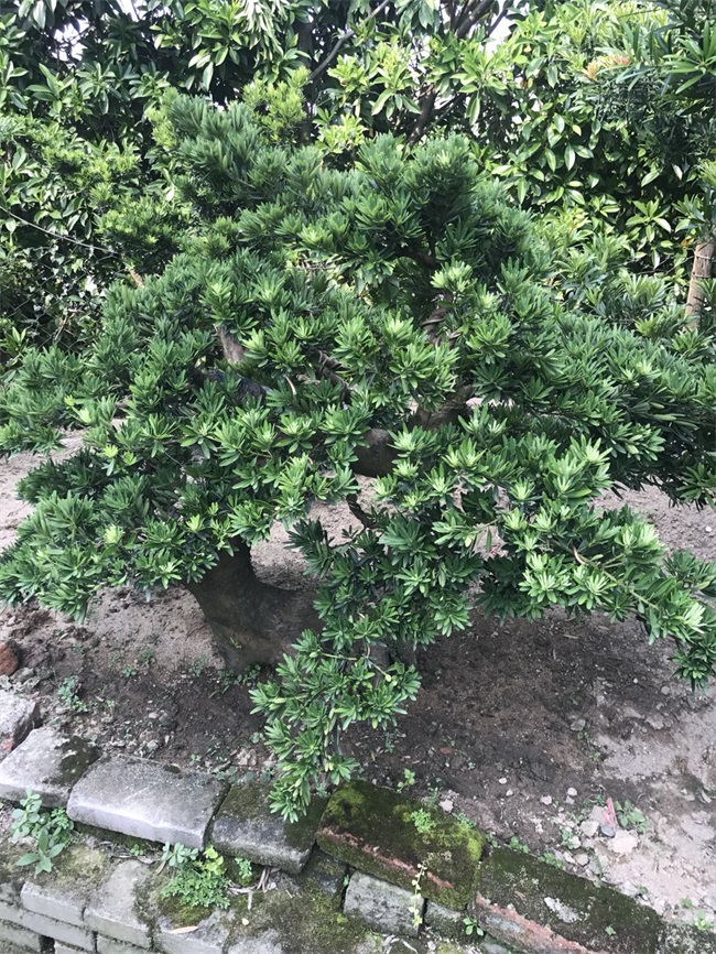 苗木销售
