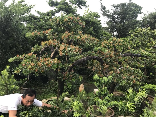 苗木销售