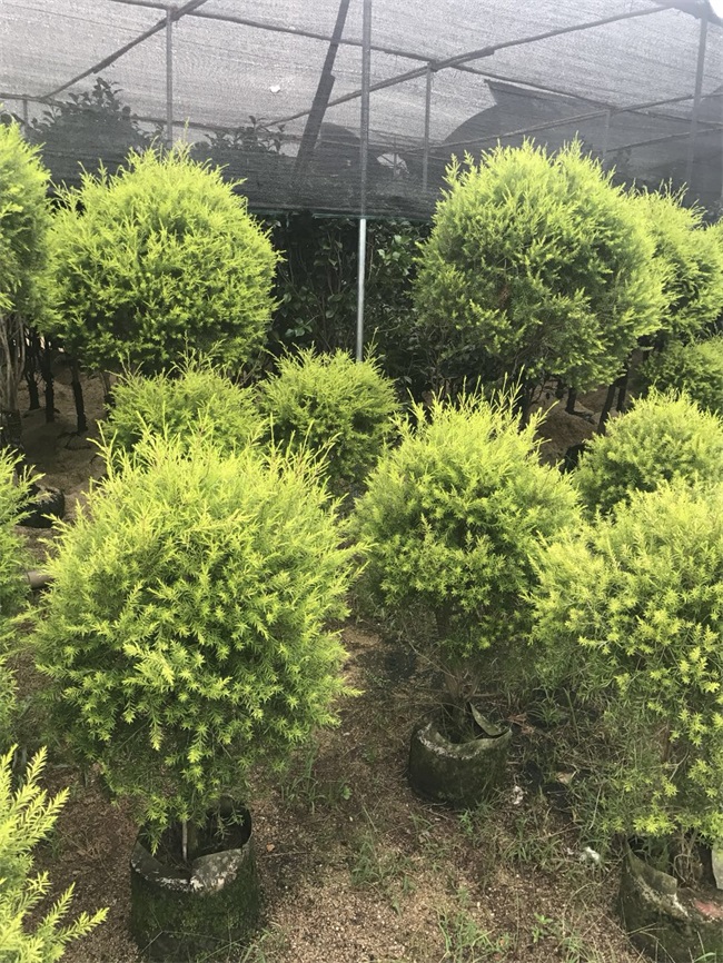 苗木销售