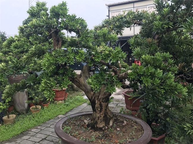 苗木销售