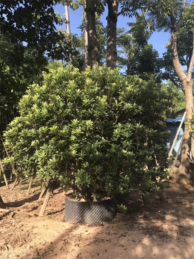 苗木销售