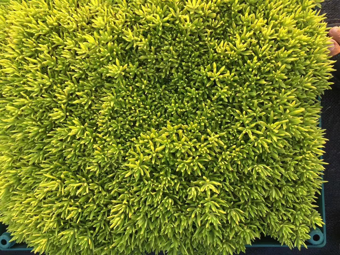草皮销售