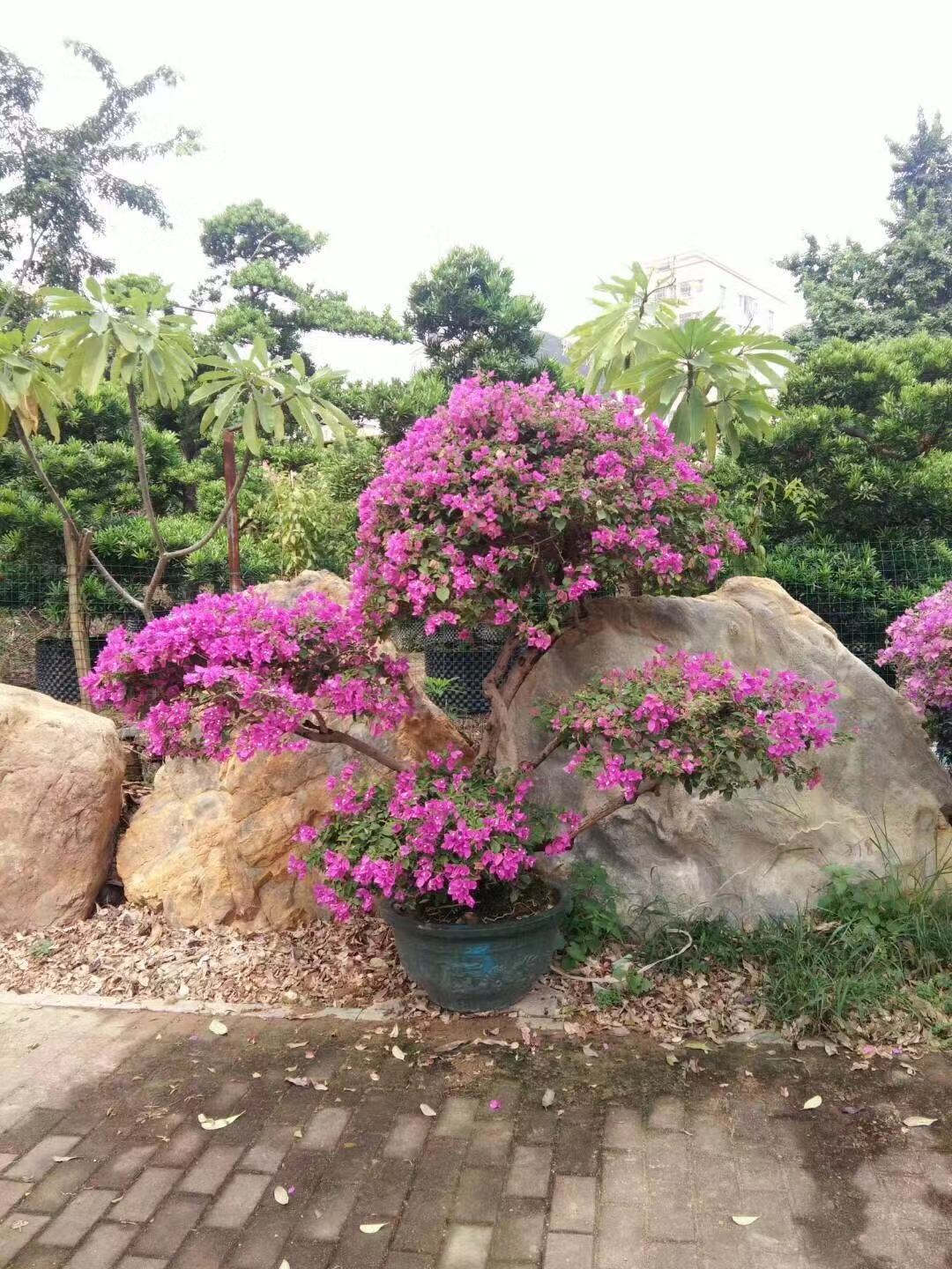 苗木销售