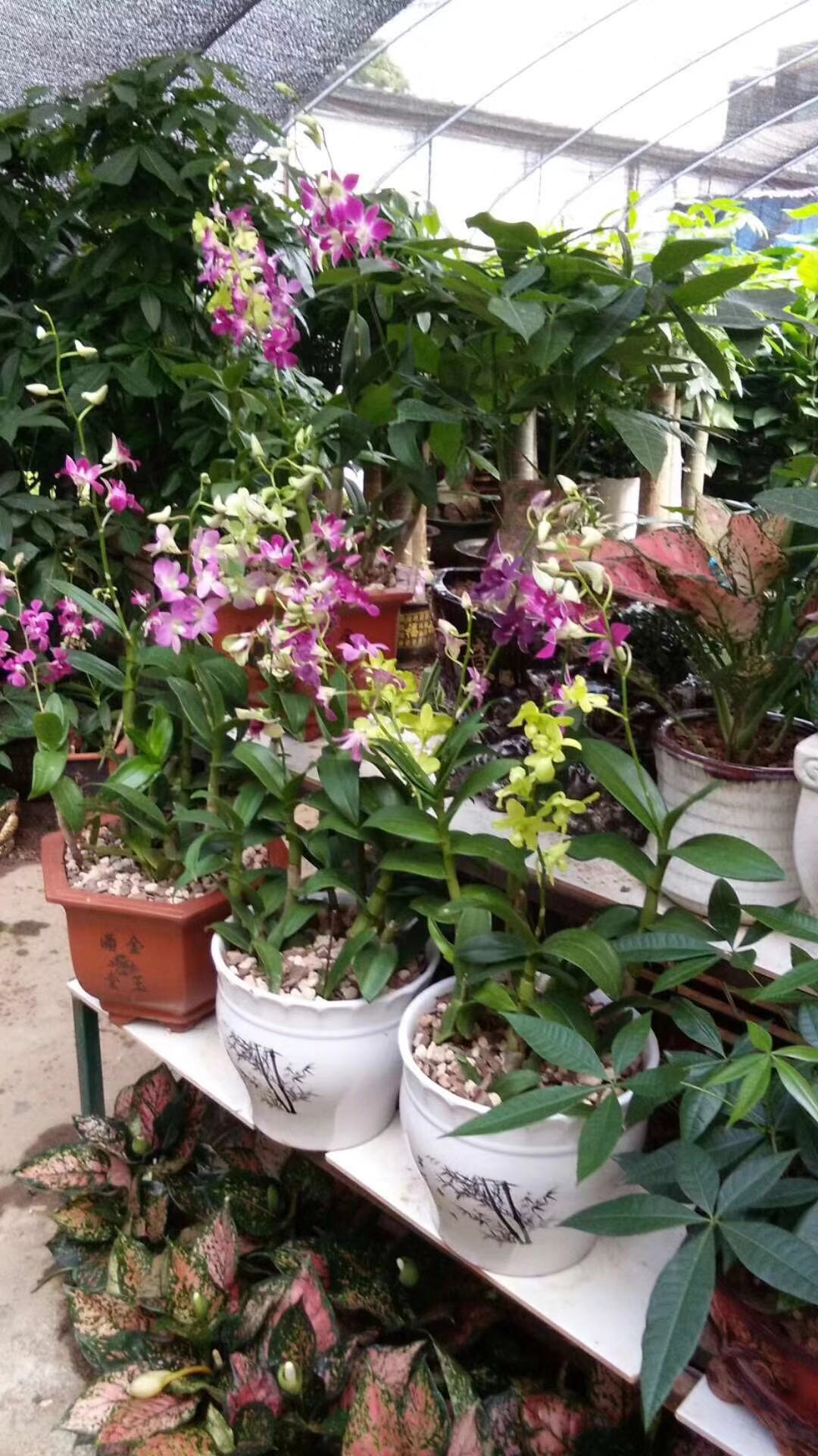 室内花木租赁