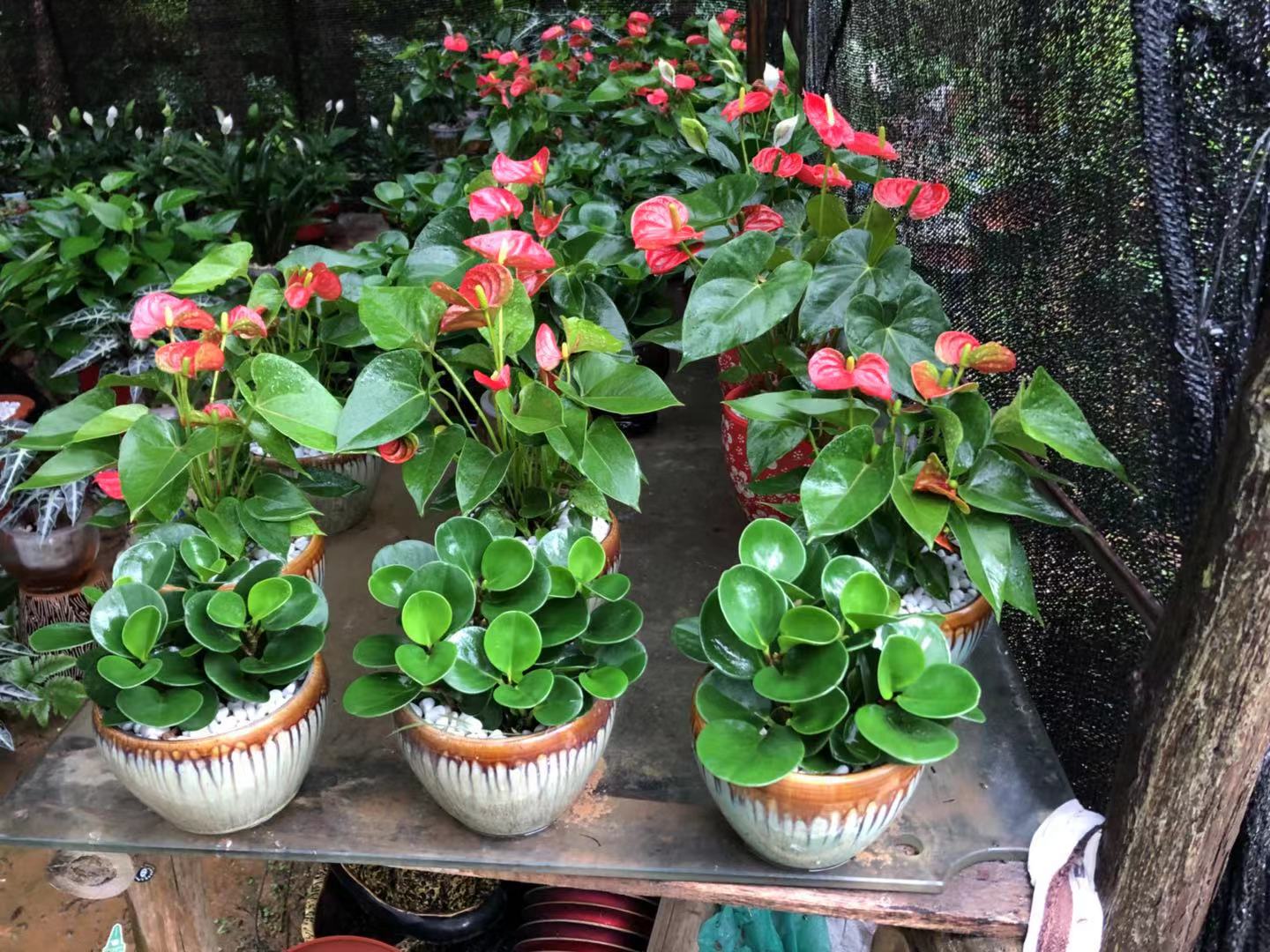 室内花木租赁