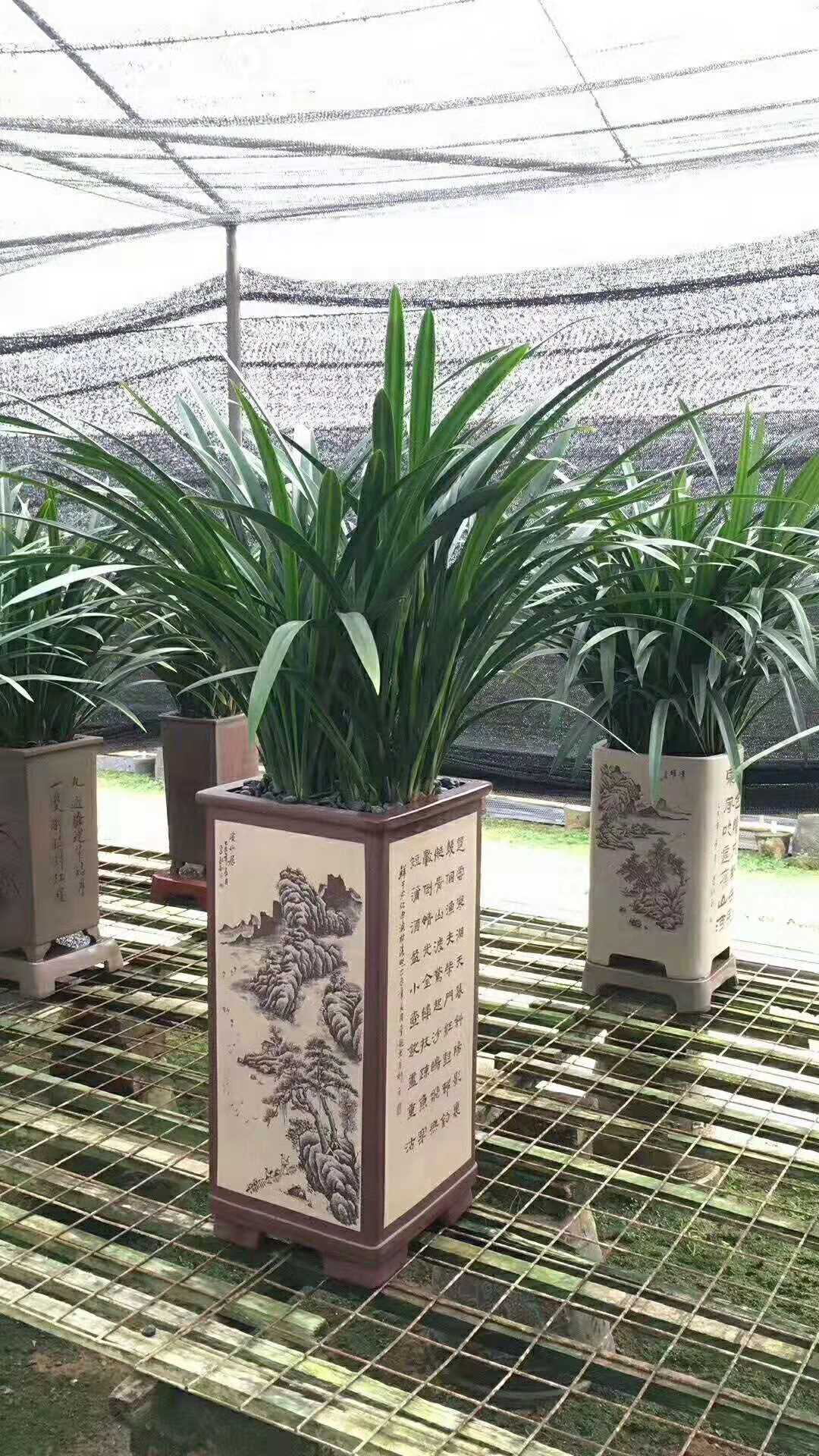 室内花木租赁